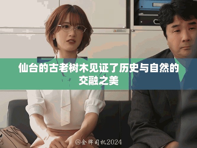 仙台的古老树木见证了历史与自然的交融之美