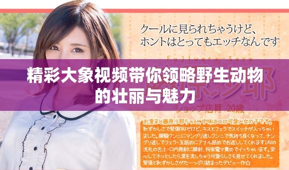 精彩大象视频带你领略野生动物的壮丽与魅力